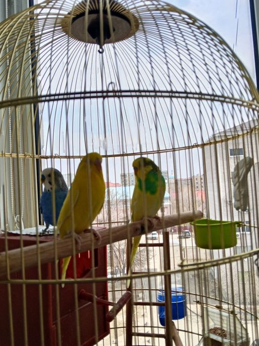 Продам 3 попугая с клеткой
