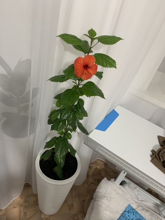 Комнатная растение