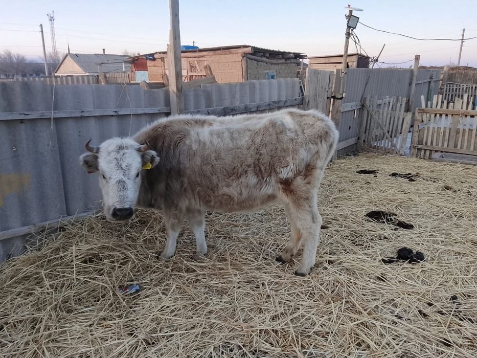 Сиыр сатылады, буаз.