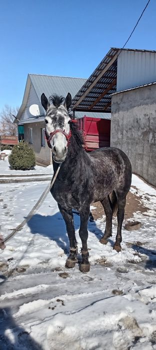 Продам Жеребца Айығыр