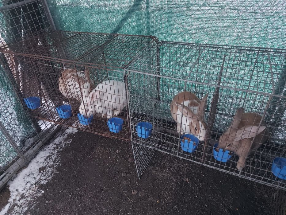 Iepuroi,  8 luni , 100 lei/buc