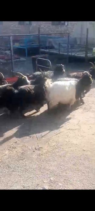 Буаз ешкілер сатылады