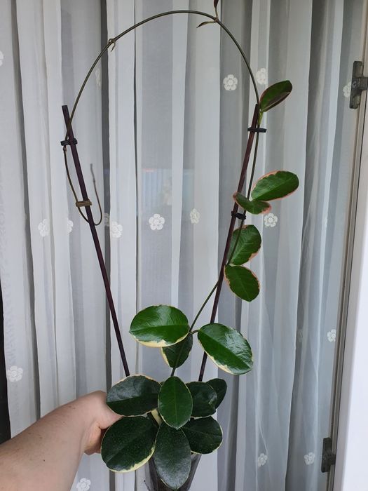 Hoya Australis Blondie cu cresteri noi!