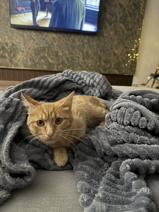 Отдам кошечку в добрые руки