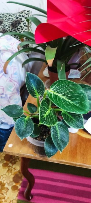 Продам комнатные цветы