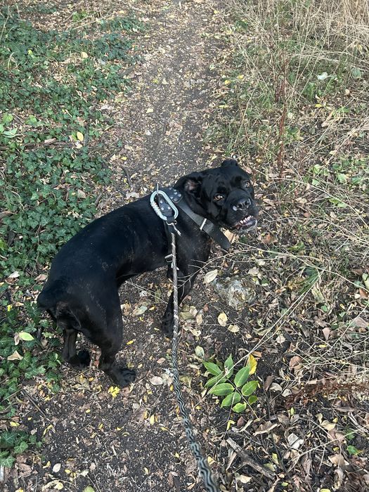 Професионална разходка на кучета в гр. София