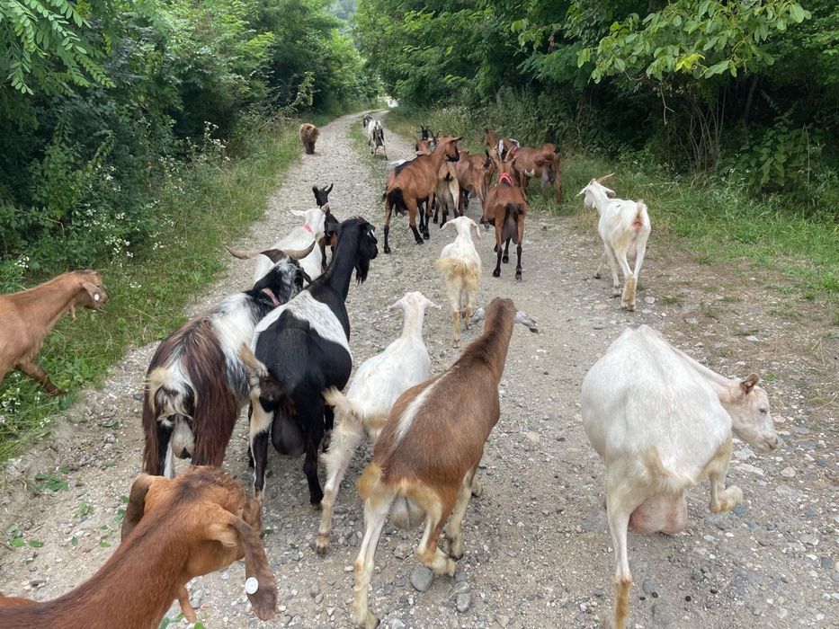 Capre de vânzare – bune de lapte, crescute la țară
