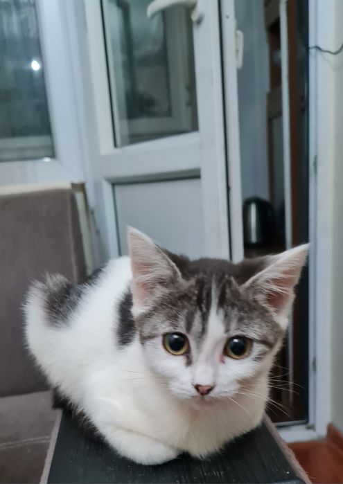 Отдам в добрые руки котенка девочку