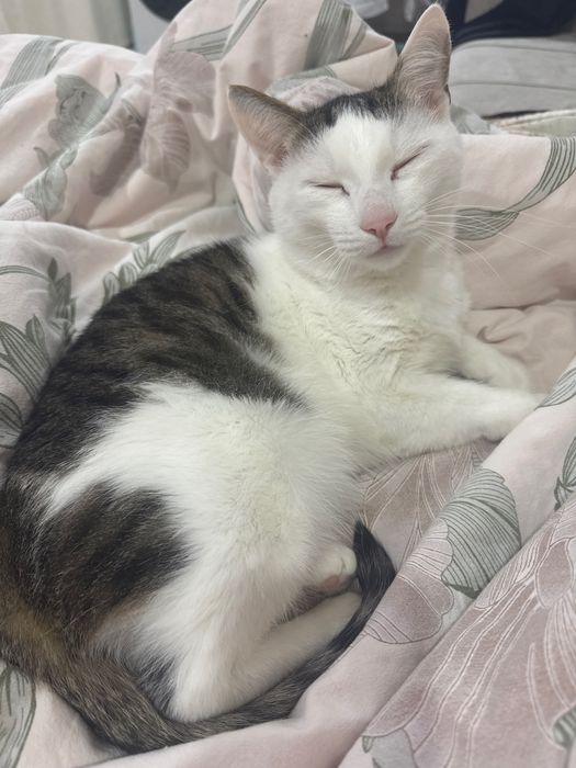 Отдам кота в хорошие руки приучен к лотку.