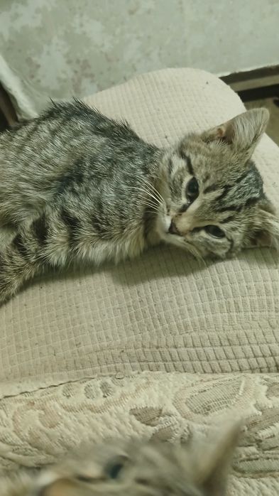 Отдам котят в добрые руки