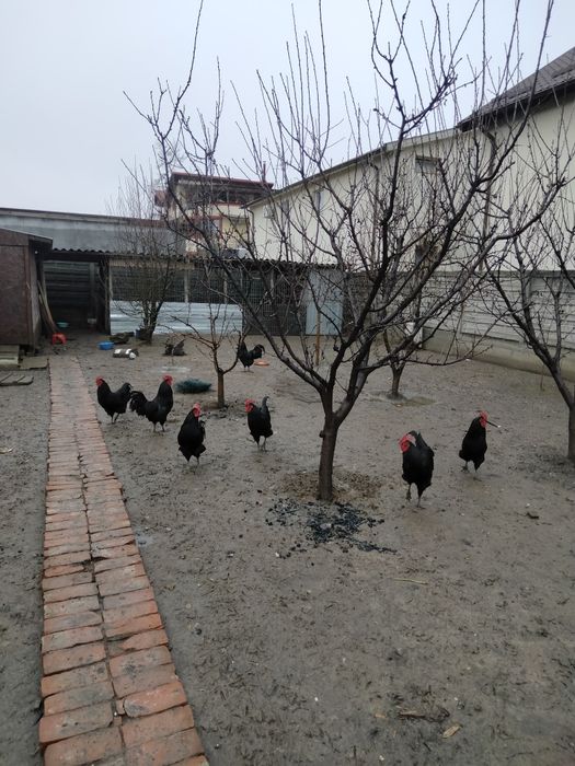 Ouă de incubat găini austrolop