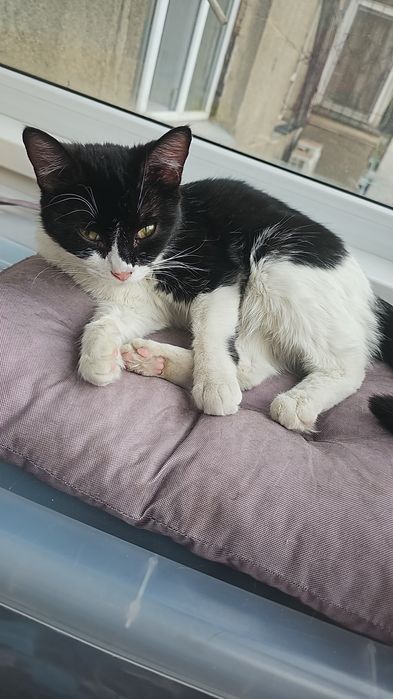 Кошка в добрые руки