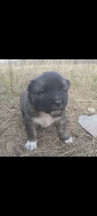 Продам щенят алабай и кавказская