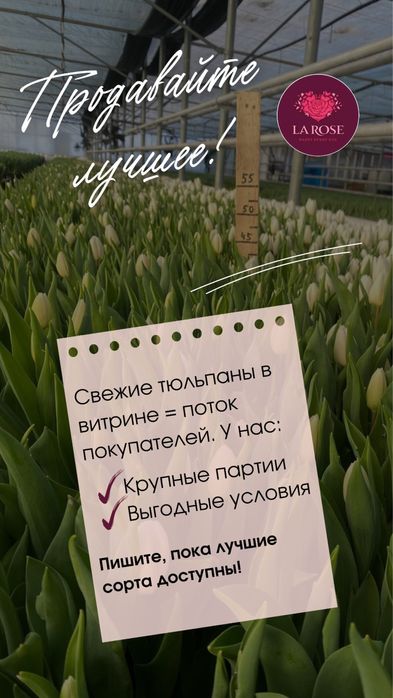 Оптовые тюльпаны напрямую из теплиц