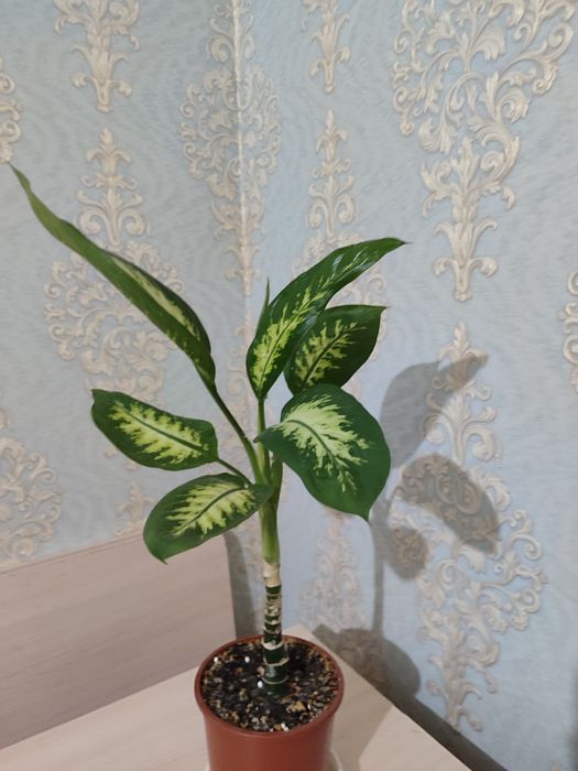 Диффенбахия продам
