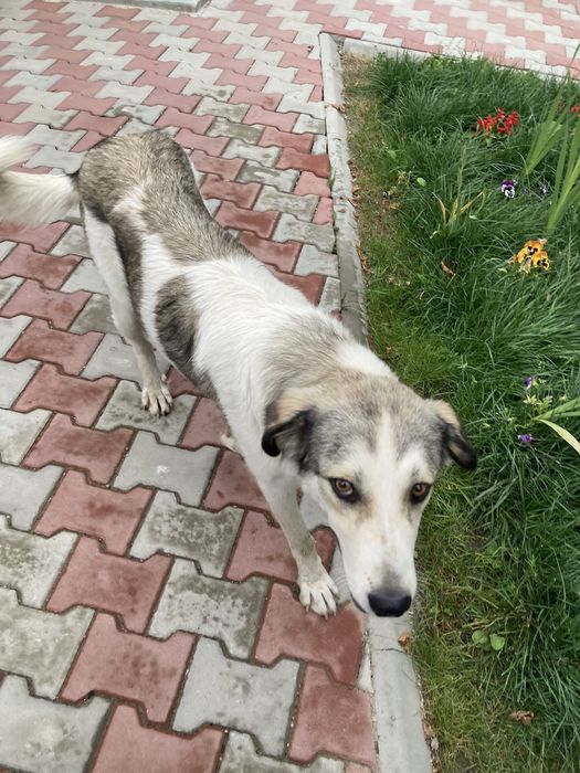 Donez catelusa sterilizata Neamt