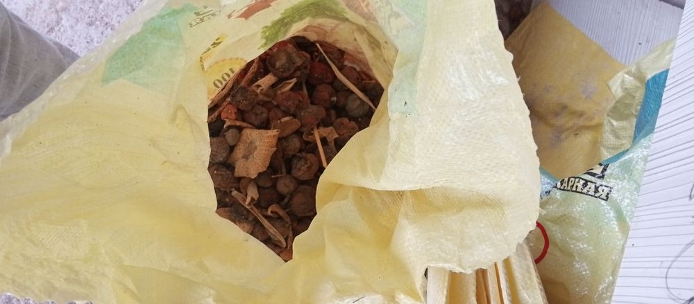 Mol uchun ut sorgo beda maysa