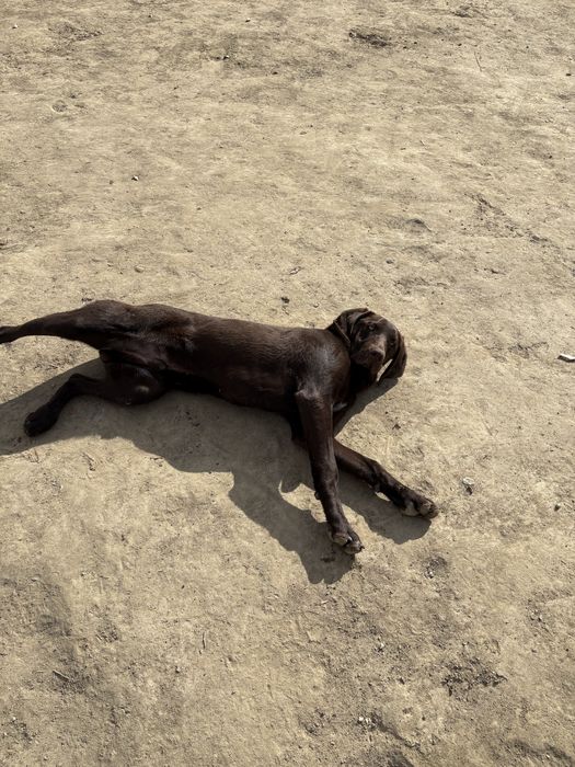 Кобель Курцхаар 7 Месячный