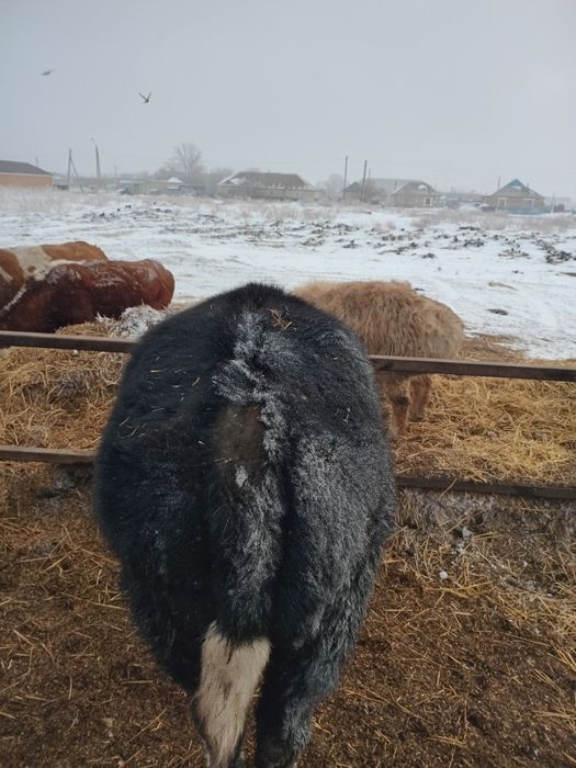 Продам Тёлочки годовалый