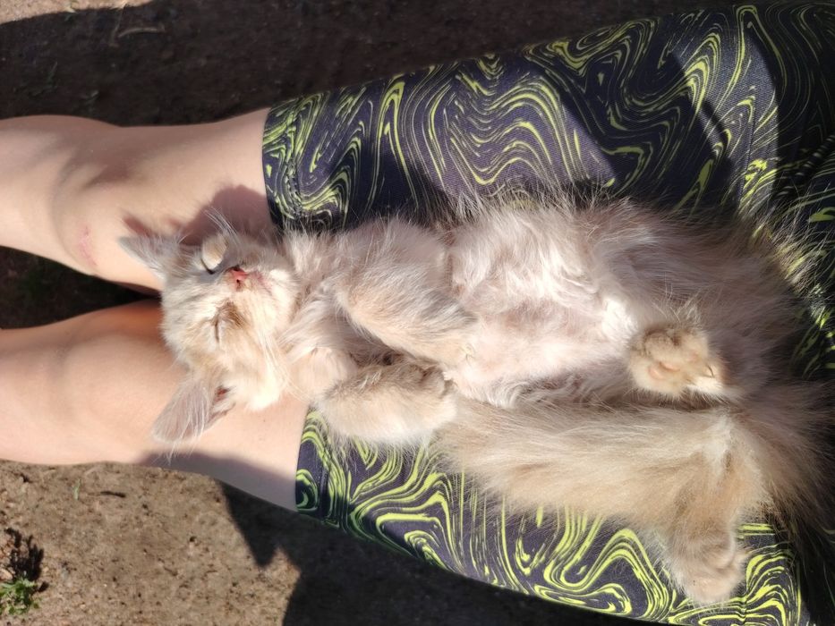 Котенок маленький