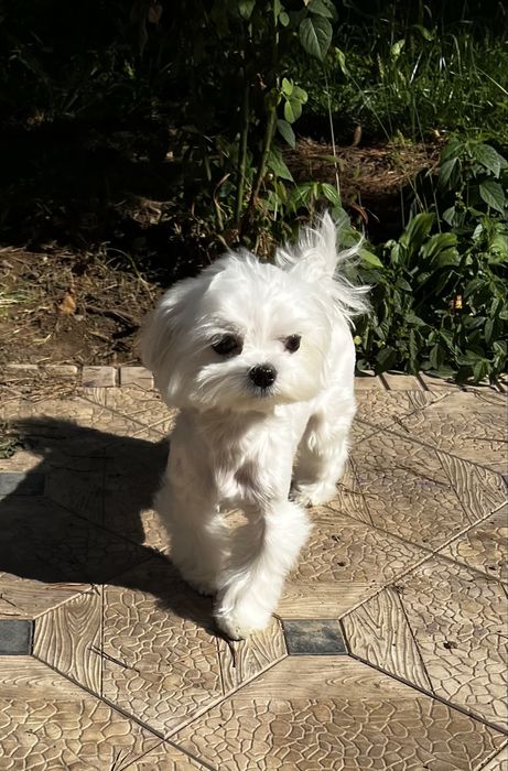 Мальтезе, мальчик-мини, бэбифэйс