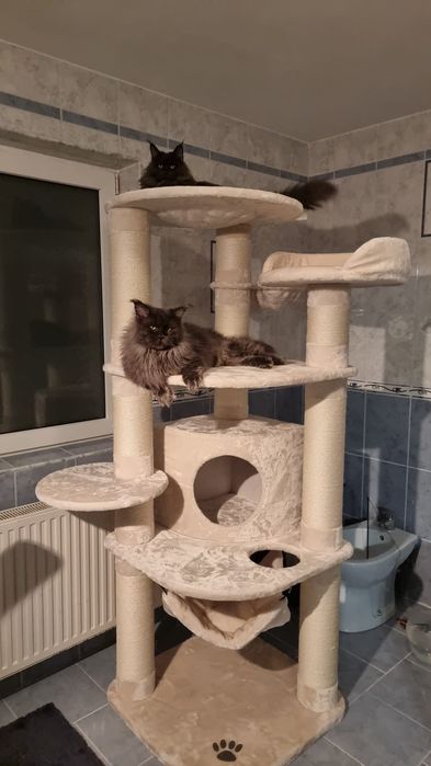 maine coon blue smoke