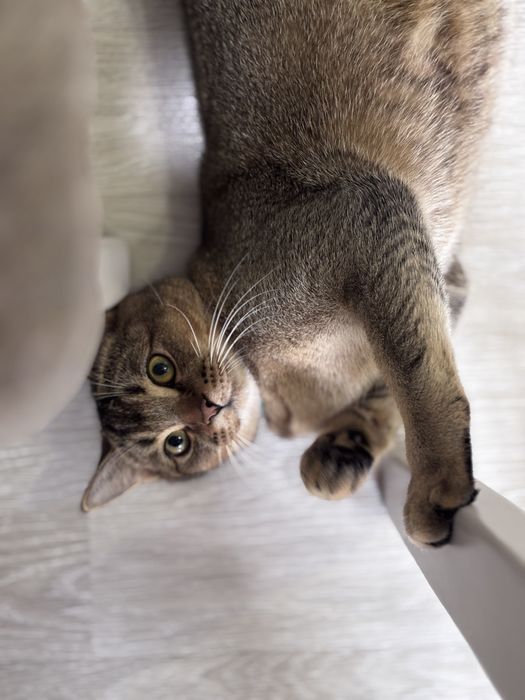 Вязка кота СРОЧНО!!!