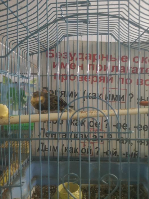 Продаются певчие канарейки