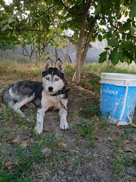 Haski sotladi urgochi bolasiga juda mexribon va juda aqilliy it