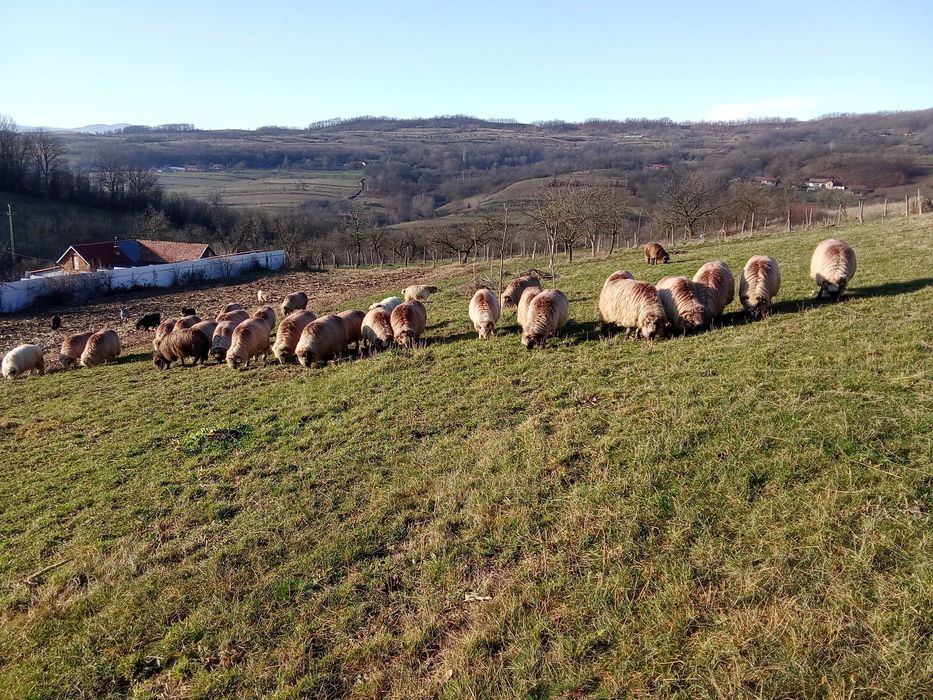 Vând 30 de oi țurcane