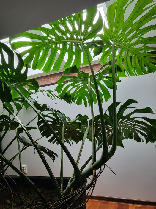 Frunze monstera cu radacina