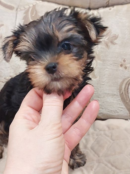 Продам Мини щенков Йорка.