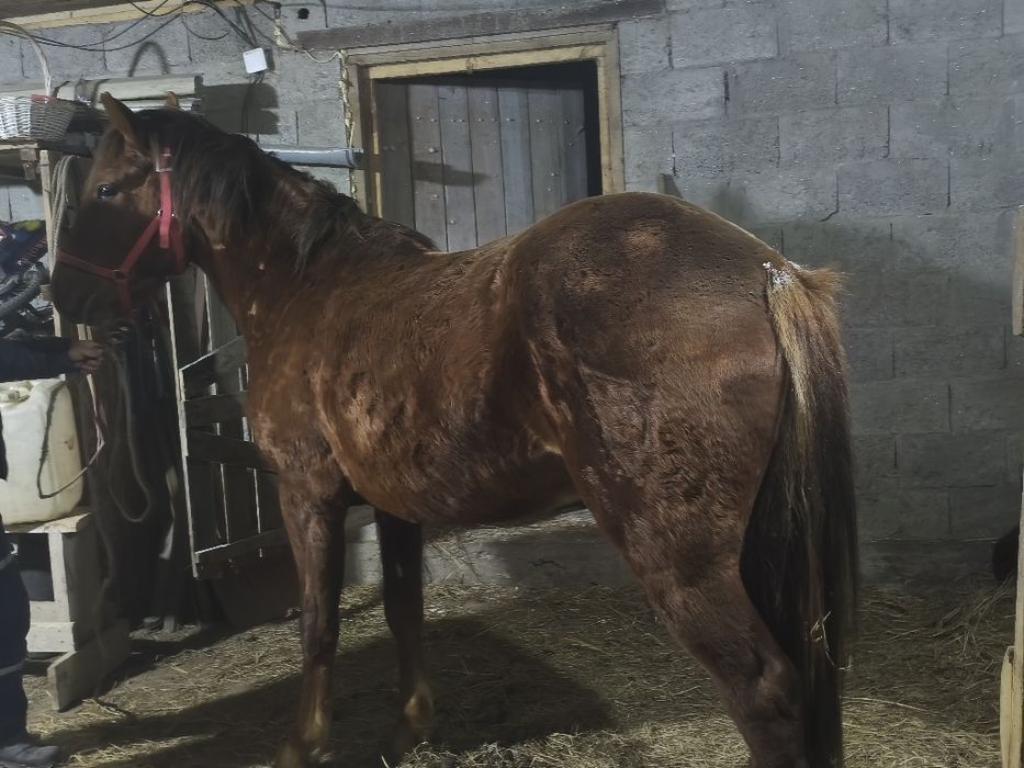 Продам коня 4 лет