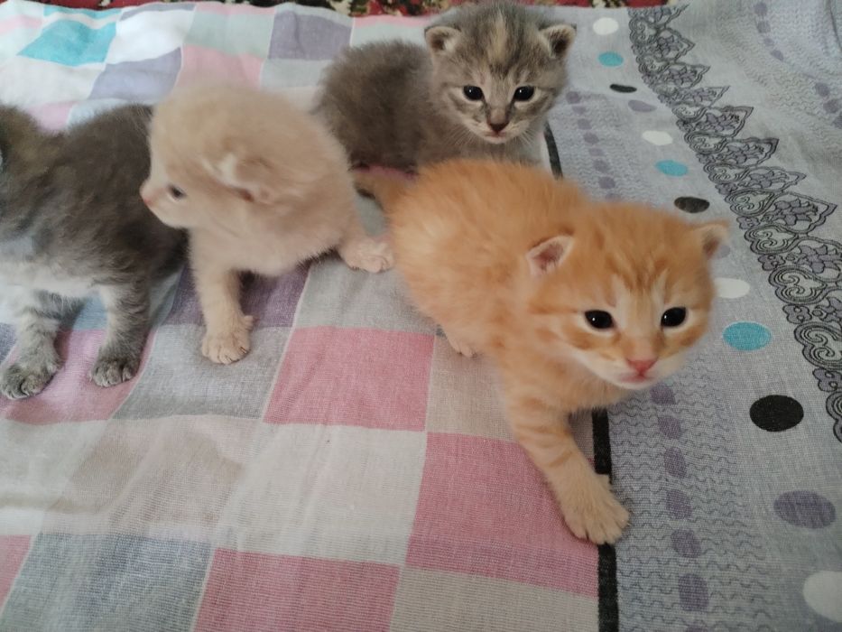 Skotish fold toza qon