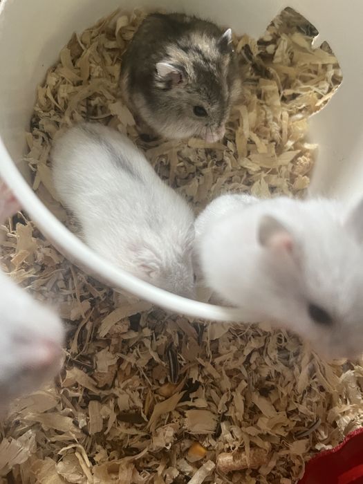 Vand pui hamster