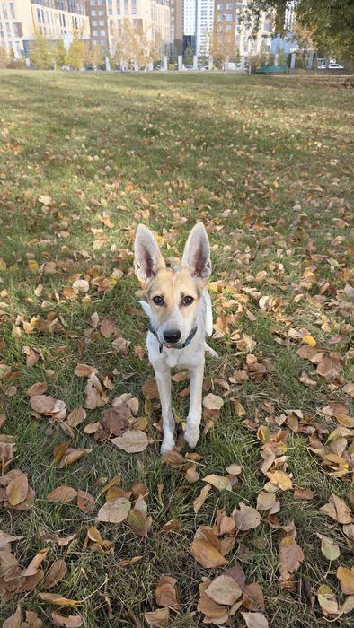 Отличная смесь, девочка 8 месяцев