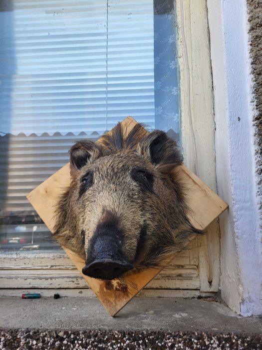 Трофей глава на глиган