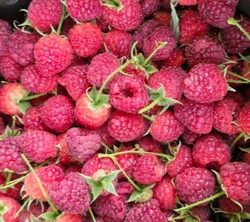 Малина кучати июндан ночбргача хосил беради йилда 2 марта