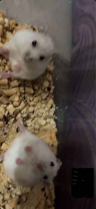 Продам хомяков. Колесо, домик, всё остальное вместе