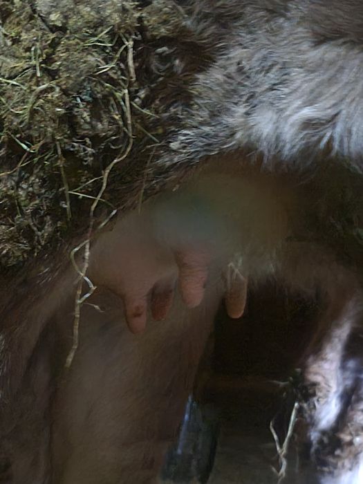 Vand junica la prima fatare