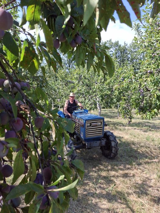 PRUNE PROASPETE DE LIVADĂ – Mari, Naturale și Dulci