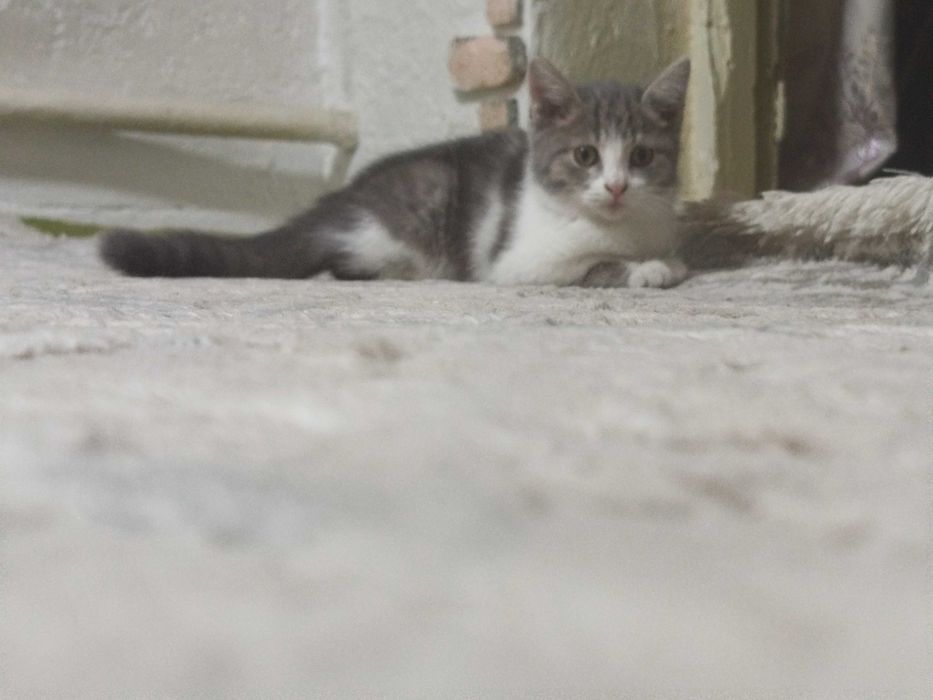 Котёнок девачка милашка
