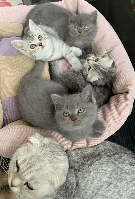 Британские котята
