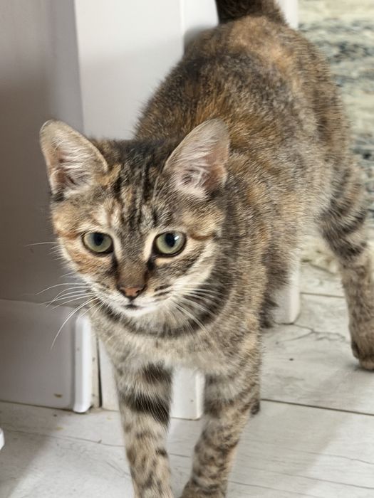 Отдам в хорошие ,  добрые руки