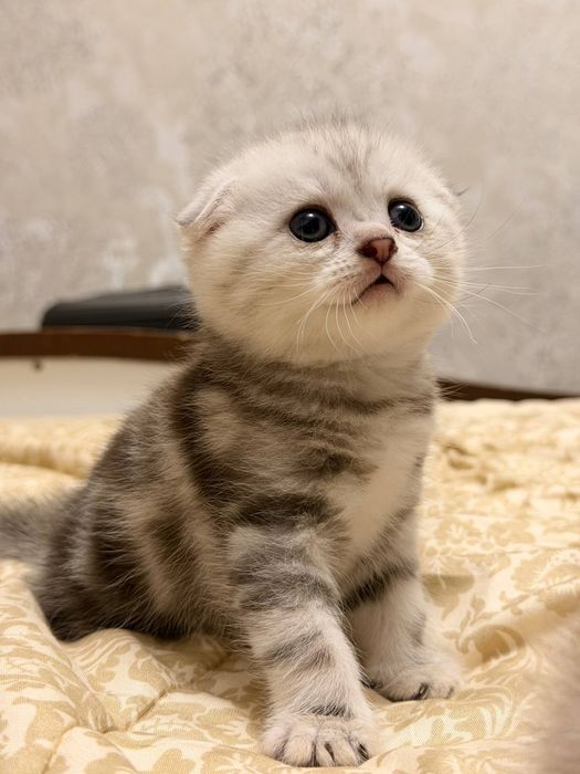 Котята скоттиш фолд. Мушукчалар