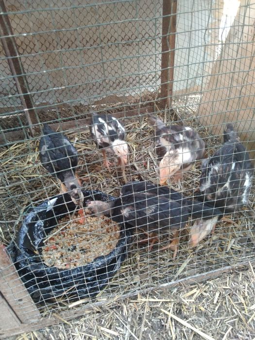 Dakan joʻja sotiladi