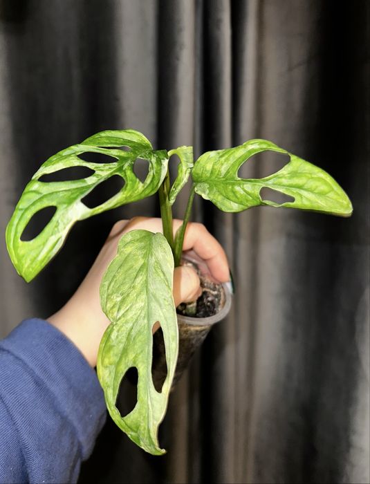 Филодендроны, монстера