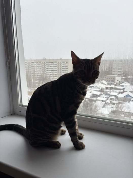 Продам срочно кота