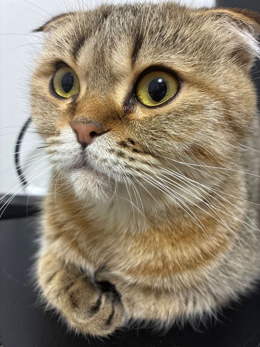 Шотландская кошечка