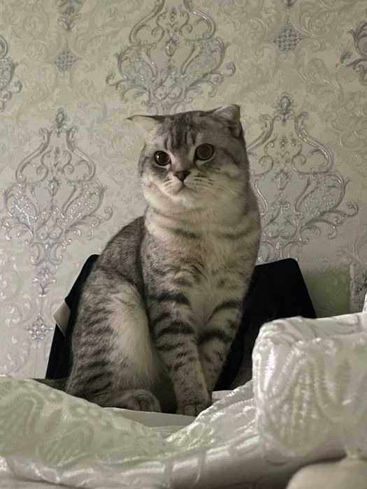 Skotish strayt  2 yosh o’g’il  qumga organgan aqli mexribon emlangan